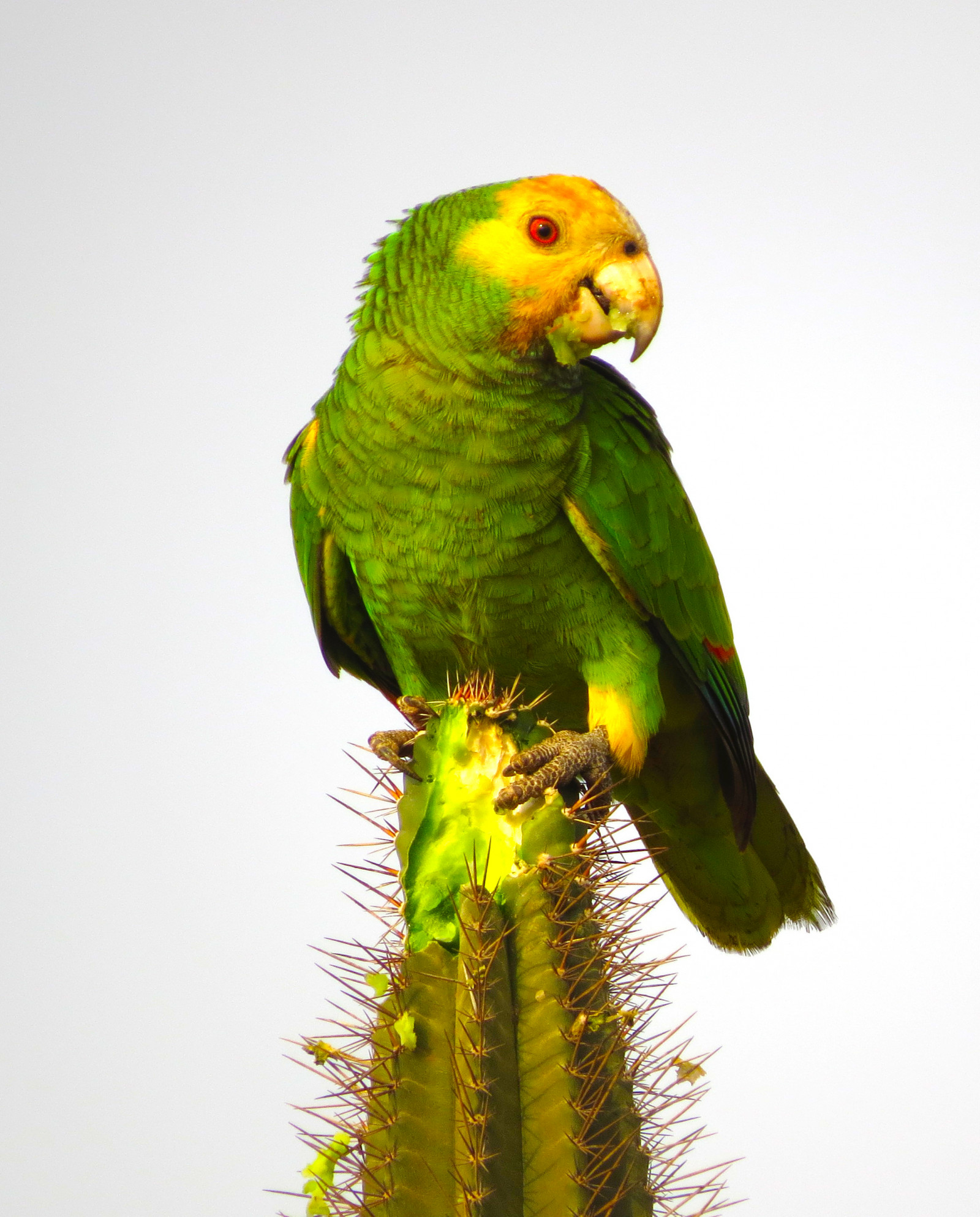 image Yellow-shouldered Parrot